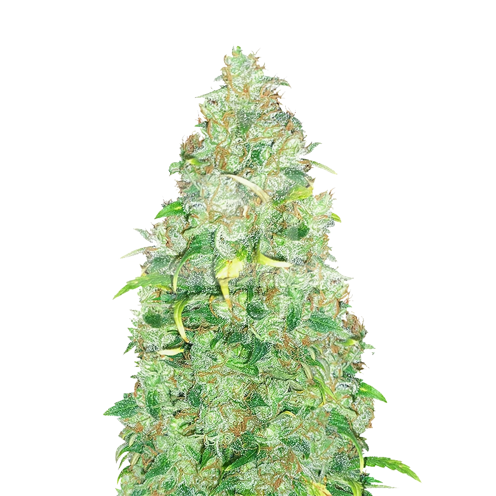 Super Skunk Feminized Seeds Bulk Sale Bulkseedshop