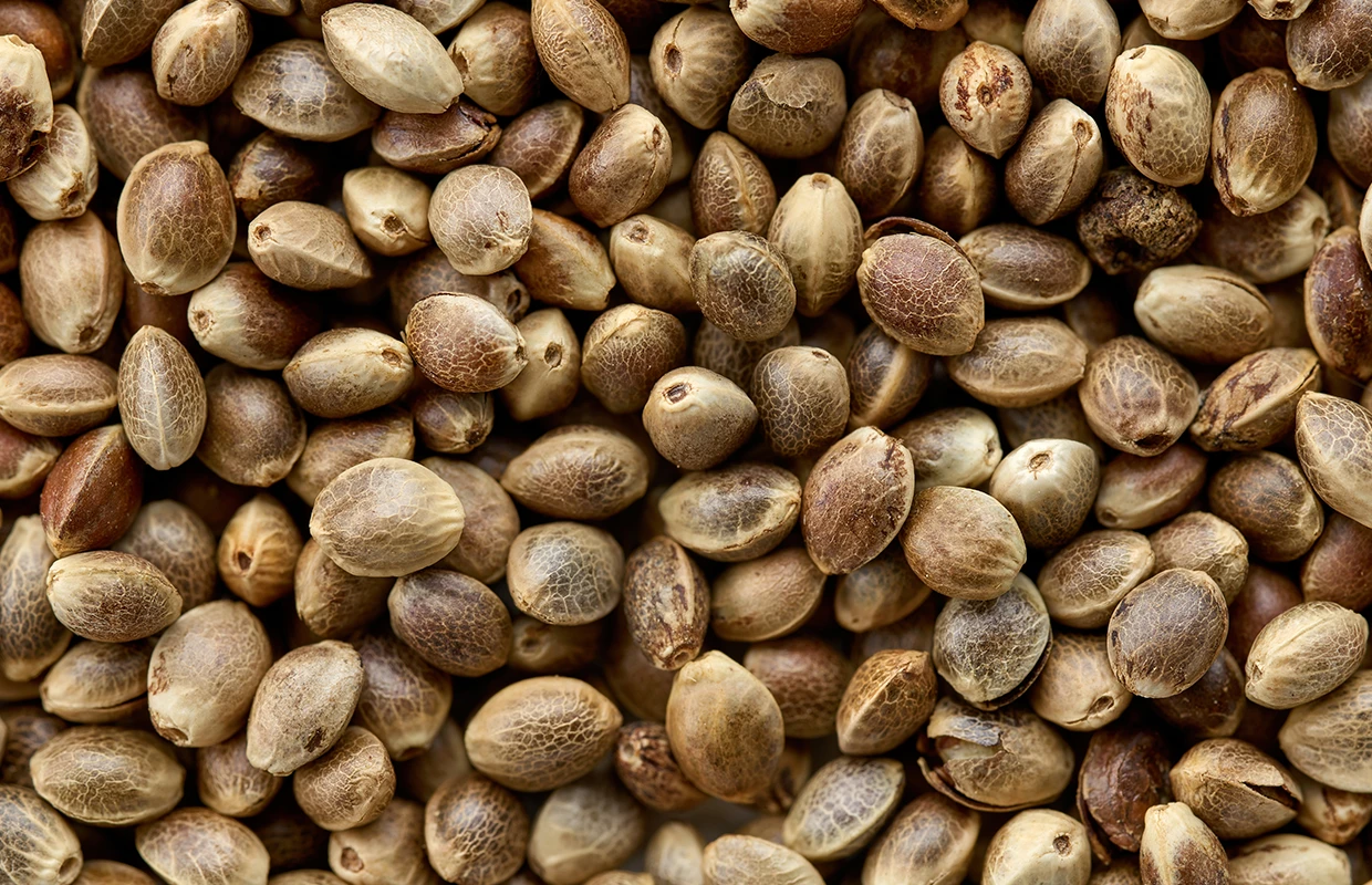 Bulk Cannabis Seeds Buy Wholesale at