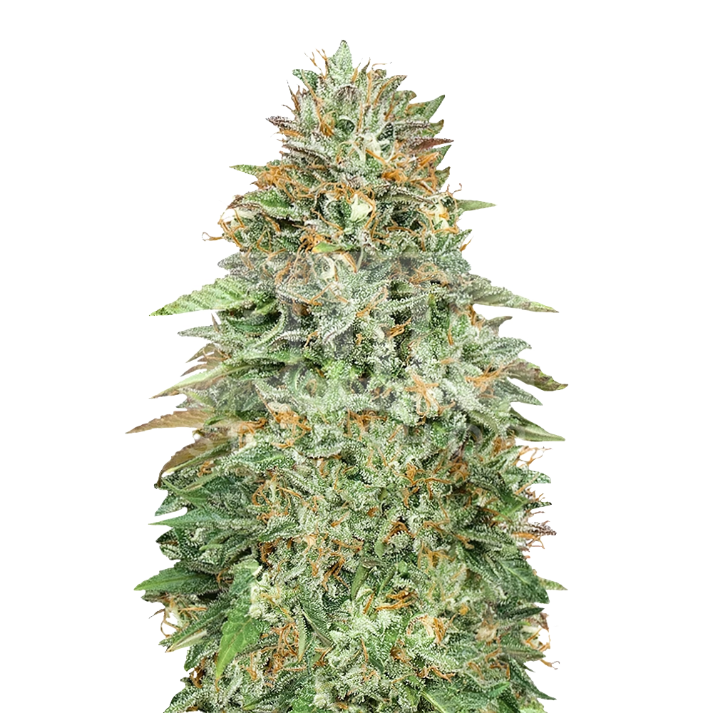 Devil XXL Autoflower Seeds Bulk Sale - BulkSeedShop