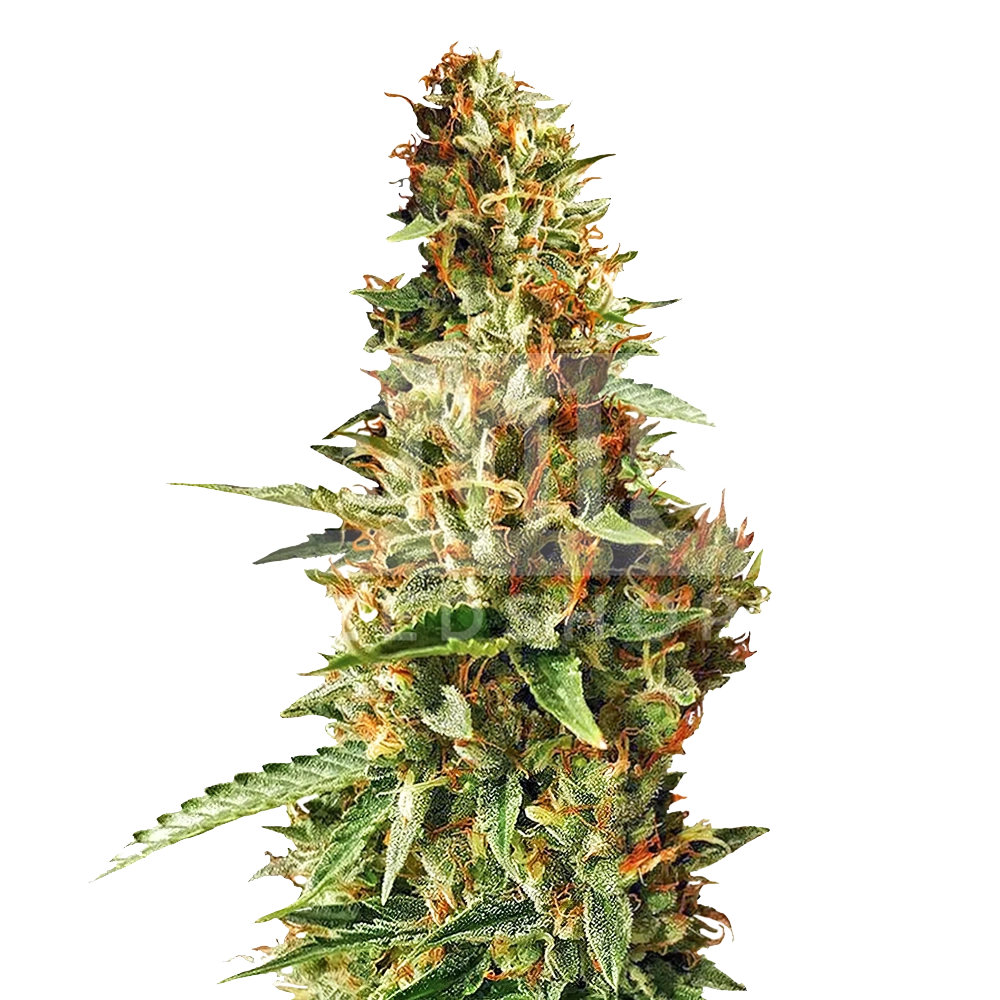 Durban Poison Feminized Seeds Bulk Sale - BulkSeedShop