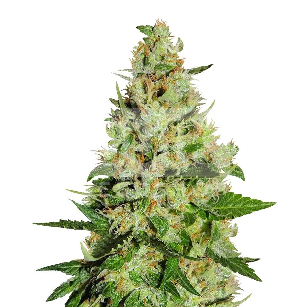 Fat Bastard Feminized Seeds Bulk Sale - BulkSeedShop