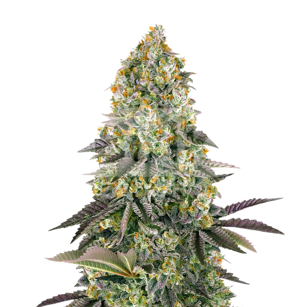 Gelato 45 Feminized Seeds Bulk Sale - BulkSeedShop