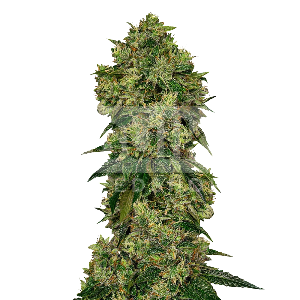 Glookies Autoflower Seeds Bulk Sale - BulkSeedShop