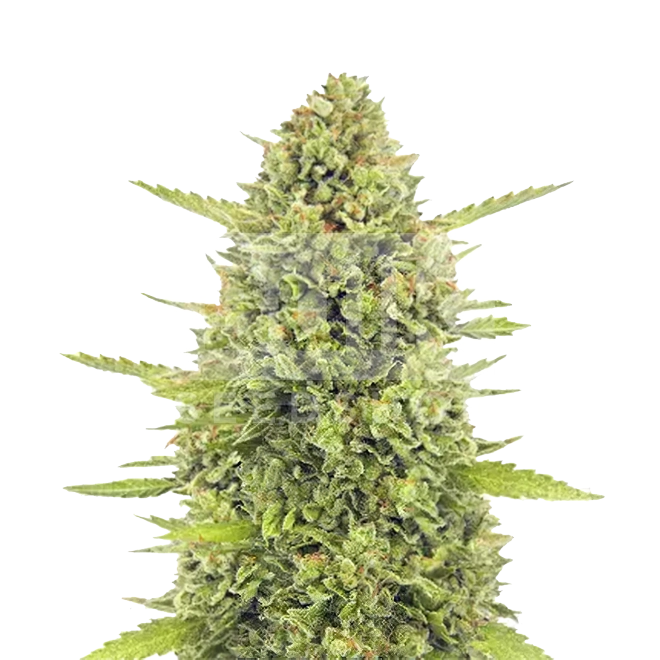 Acapulco Gold Feminized Seeds