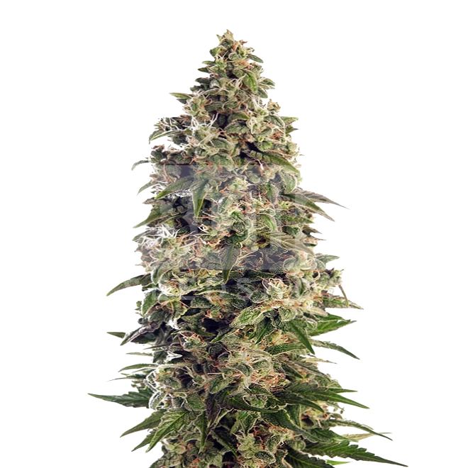 Afghan Feminized Seeds