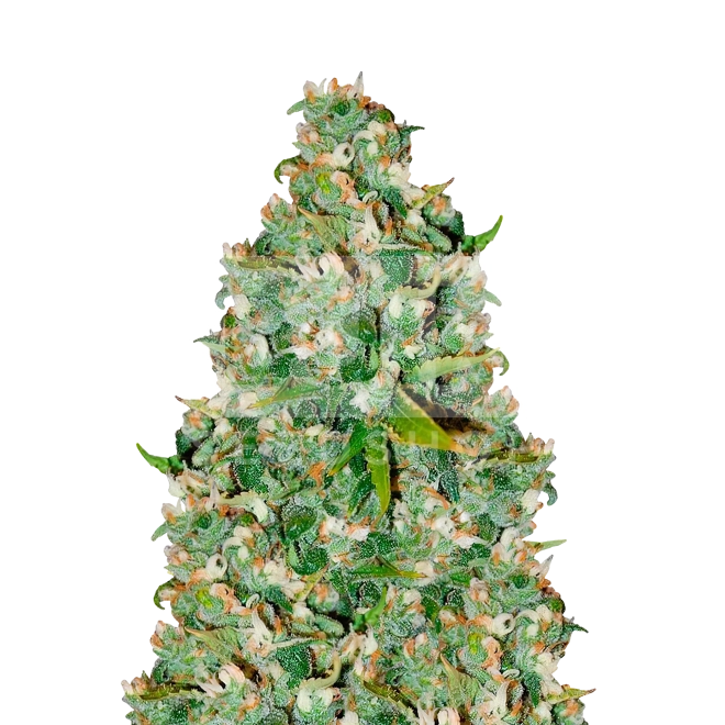 Agent Orange Regular Seeds