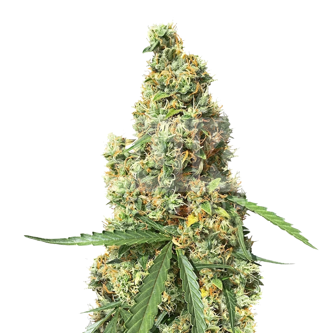AK-47 Feminized Seeds