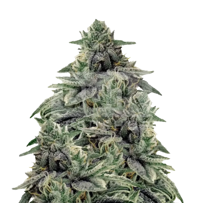 Alien Cookies Feminized Seeds