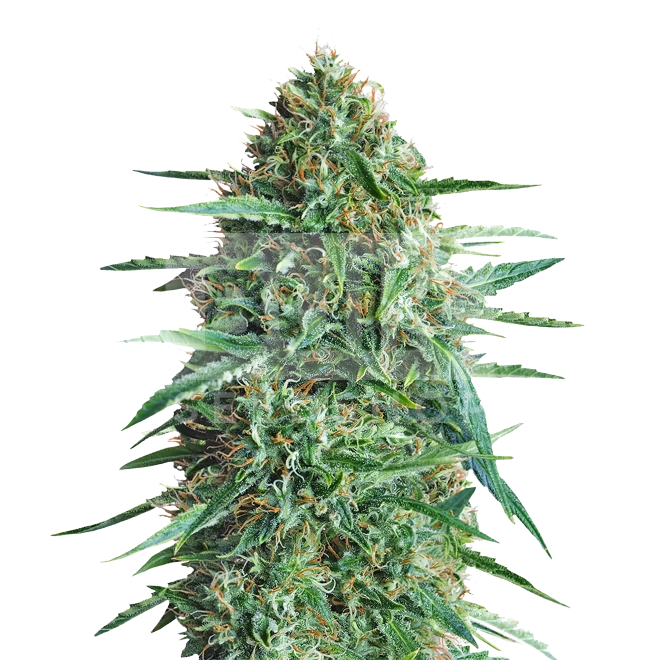Amnesia Haze F1 Autoflower Seeds