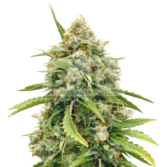 Amnesia Kush Autoflower Seeds