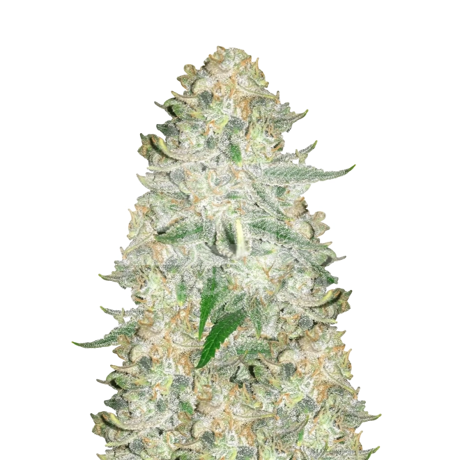 Amnesia x AK 47 Feminized Seeds