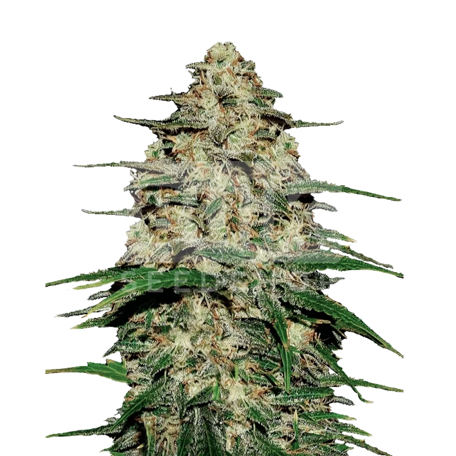 Amnesia x Kali Mist Feminized Seeds