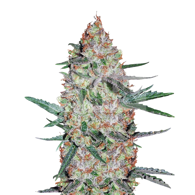 Apple Fritter Autoflower Seeds