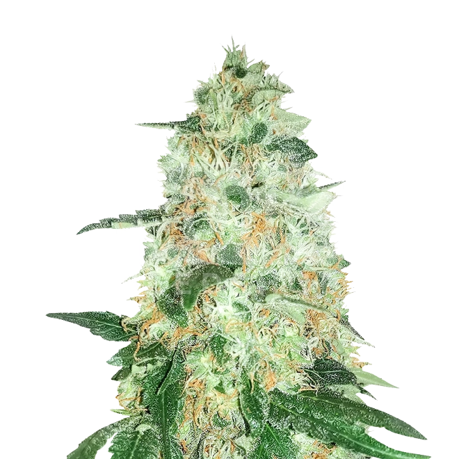 Aurora Indica Autoflower Seeds