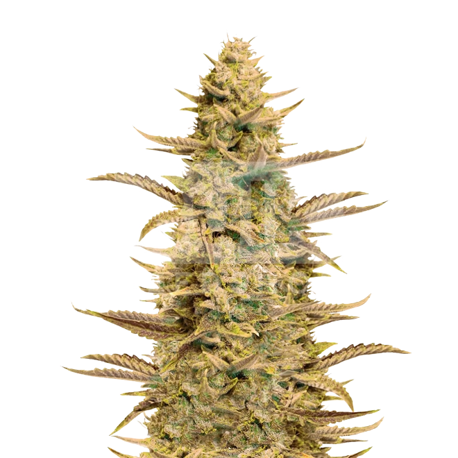 Banana Sherbet Feminized Seeds