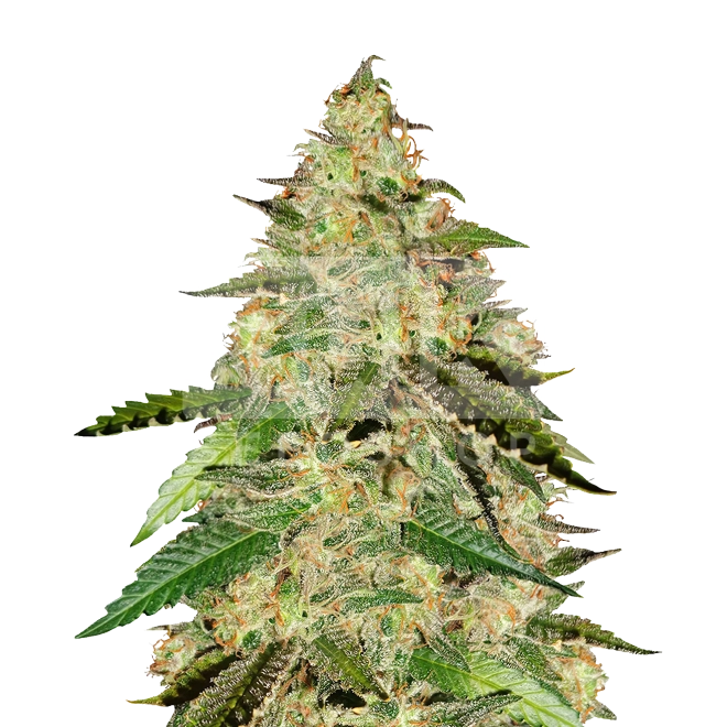 Big Bud Autoflower Seeds