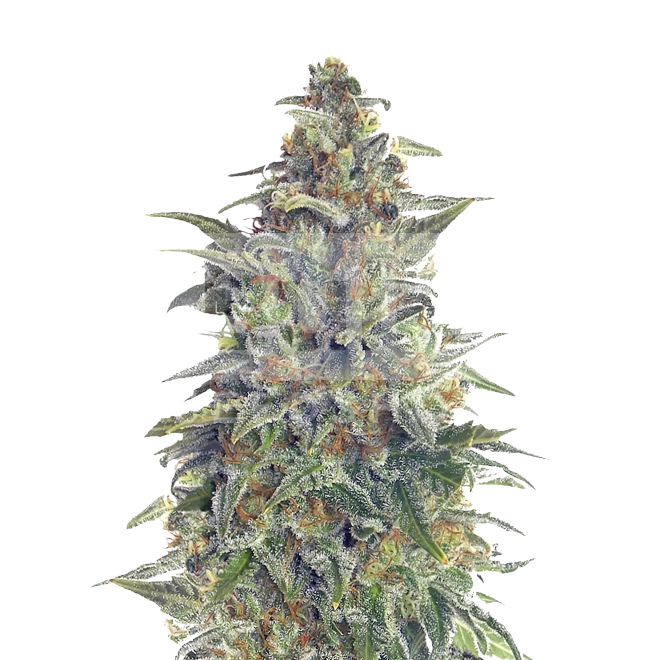 Black Jack Autoflower Seeds