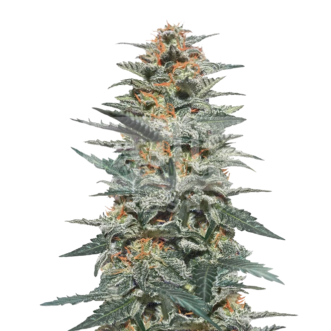 Blackberry Moonrocks Feminized Seeds