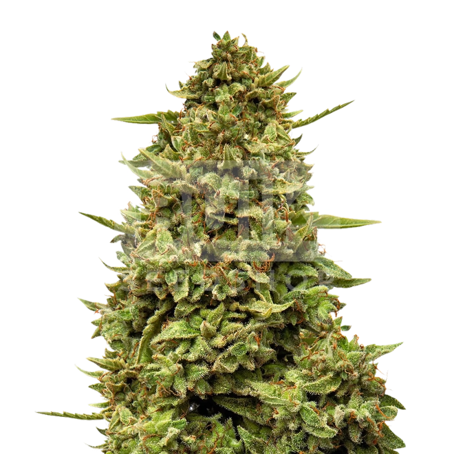 Blue Cheese Head Band Feminized Seeds