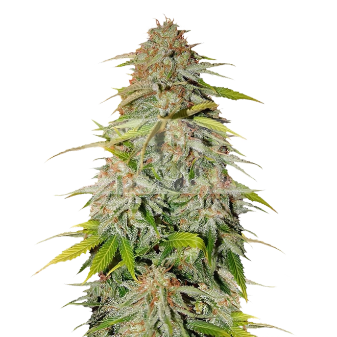 Blue Cream Cheese Autoflower Seeds