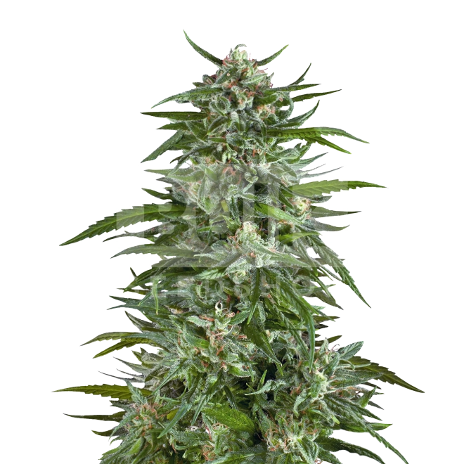 Blue Dream Feminized Seeds