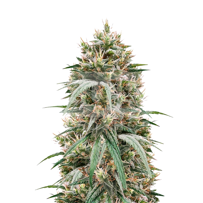 Blueberry Autoflower Seeds