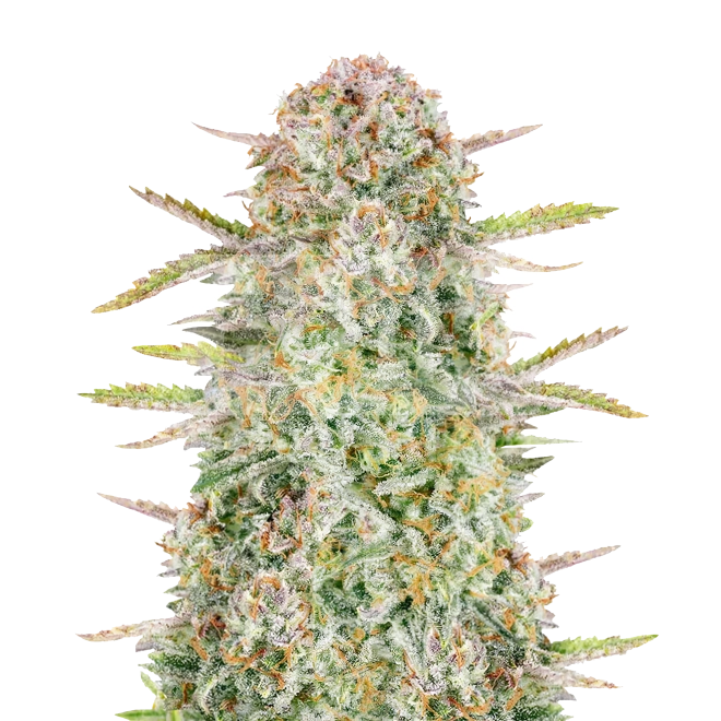 Bruce Banner Feminized Seeds