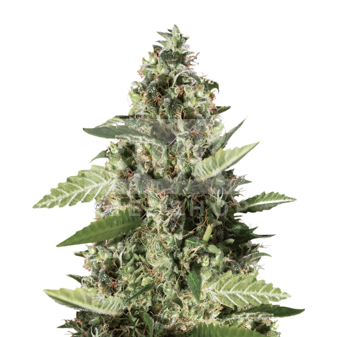 Bubba Gift Feminized Seeds