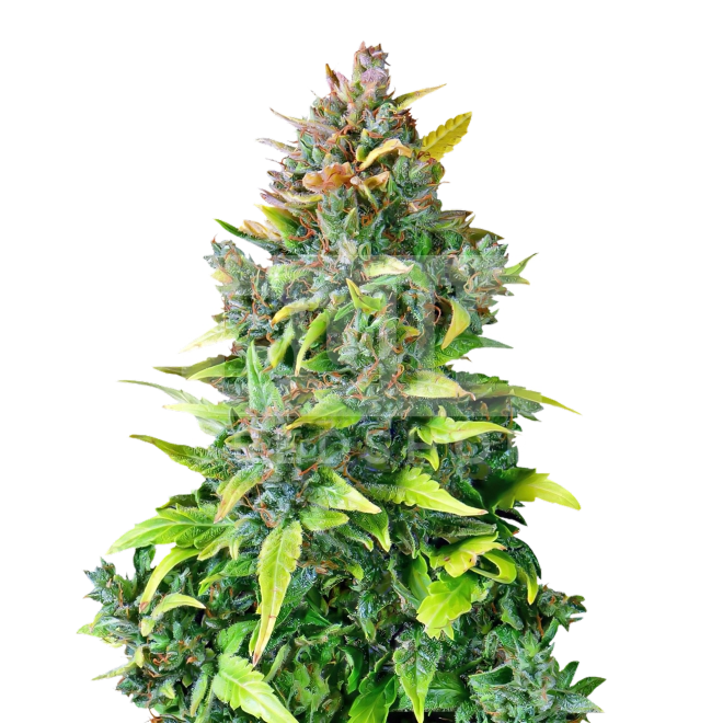 CBD Cheese Feminized Seeds Bulk Sale - BulkSeedShop