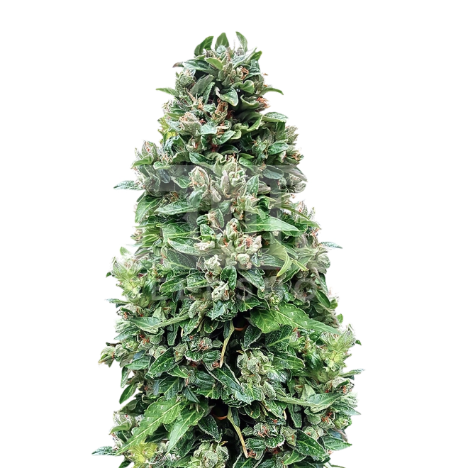 CBD Harlequin Feminized Seeds