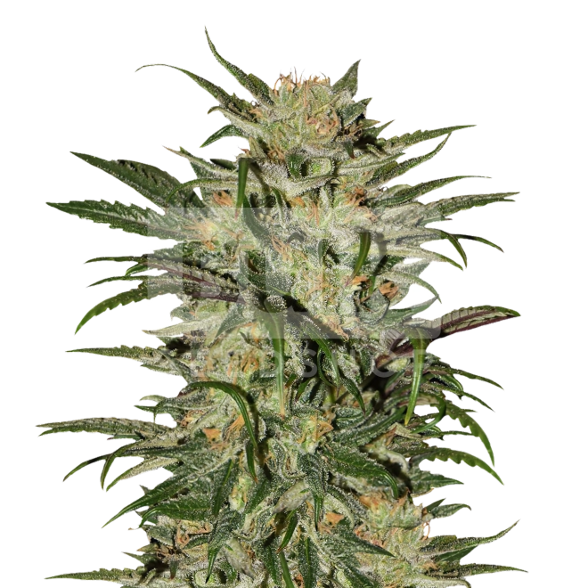 CBD Harlequin Kimbo Kush FV Feminized Seeds