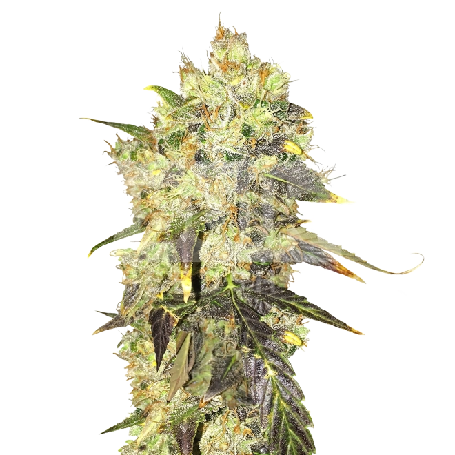 CBD Infinity Feminized Seeds