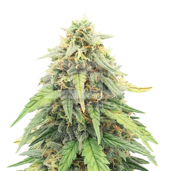 CBD Mexican Feminized Seeds