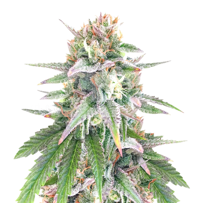 CBD Stephen Hawking Kush Feminized Seeds