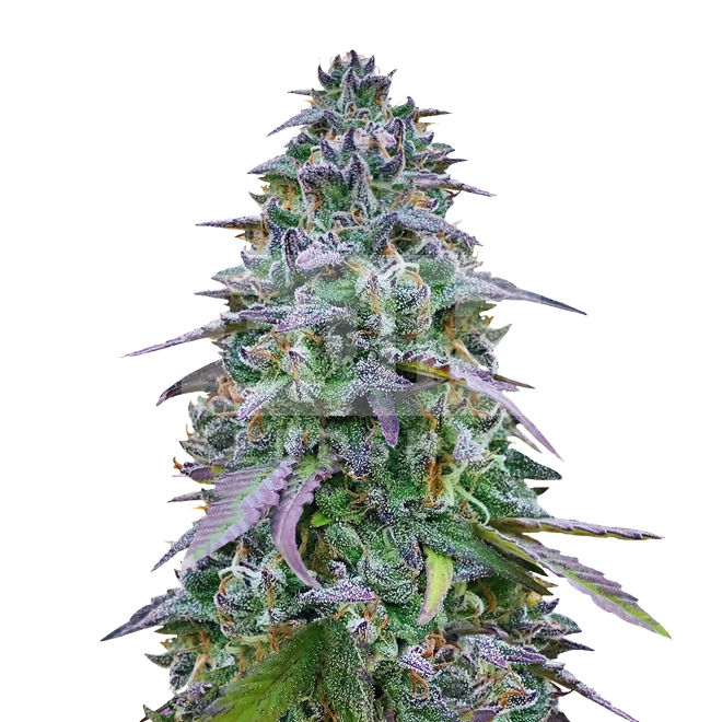 Cinderella 99 Autoflower Seeds