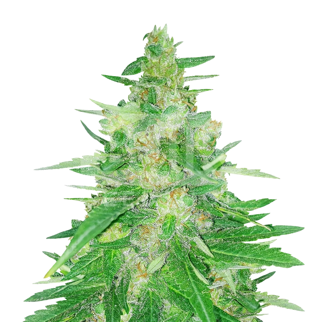 Critical Mass Autoflower Seeds