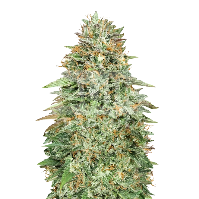 Devil XXL Autoflower Seeds Bulk Sale - BulkSeedShop