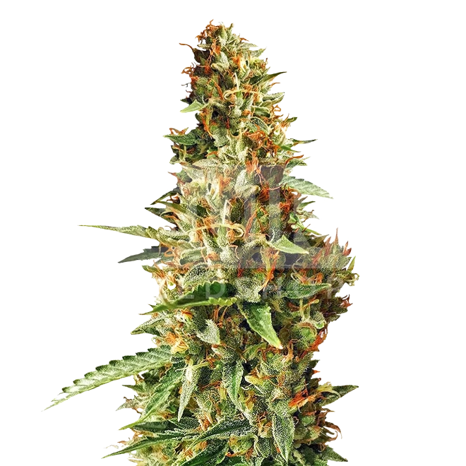 Durban Poison Autoflower Seeds