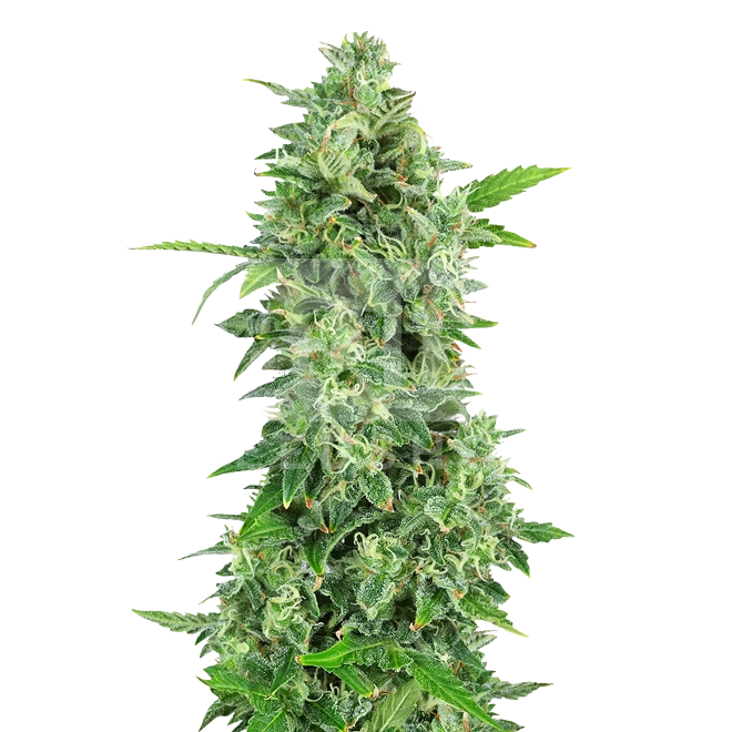 Early Skunk Feminized Seeds