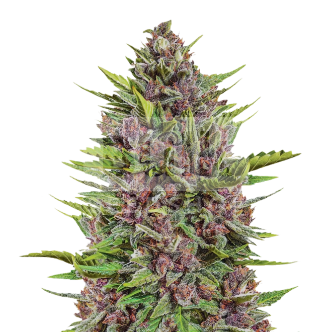 Fire Alien Strawberry Feminized Seeds