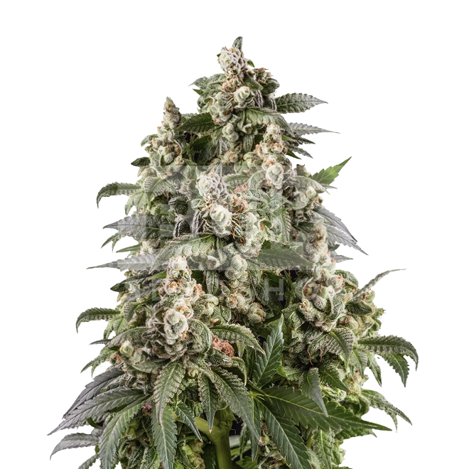 Fire Kush Autoflower Seeds