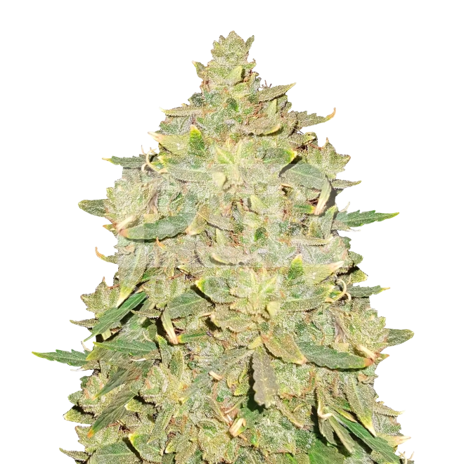 Gary Payton Feminized Seeds