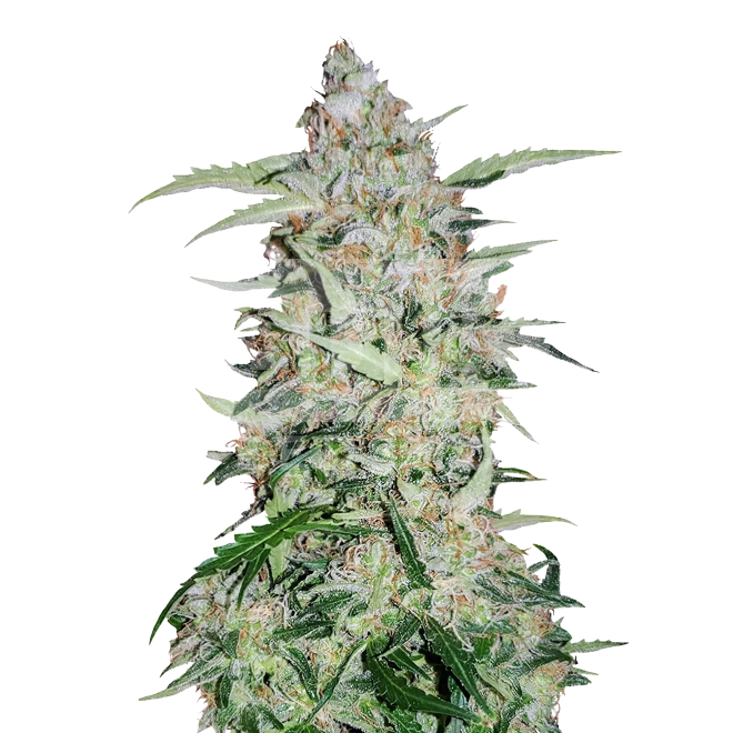 Girl Scout Cookies Feminized Seeds