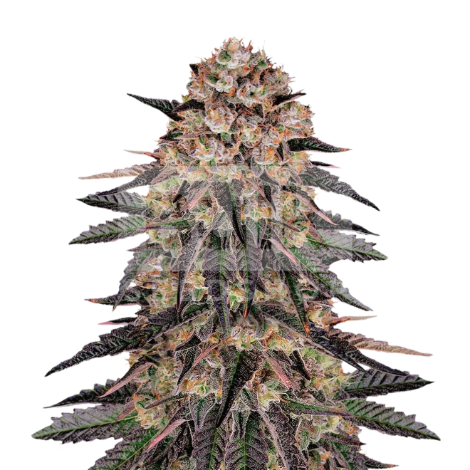 Godfather OG Feminized Seeds