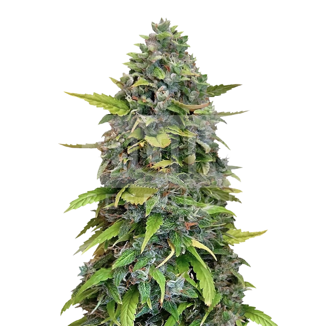 Gorilla Glue #4 Feminized Seeds