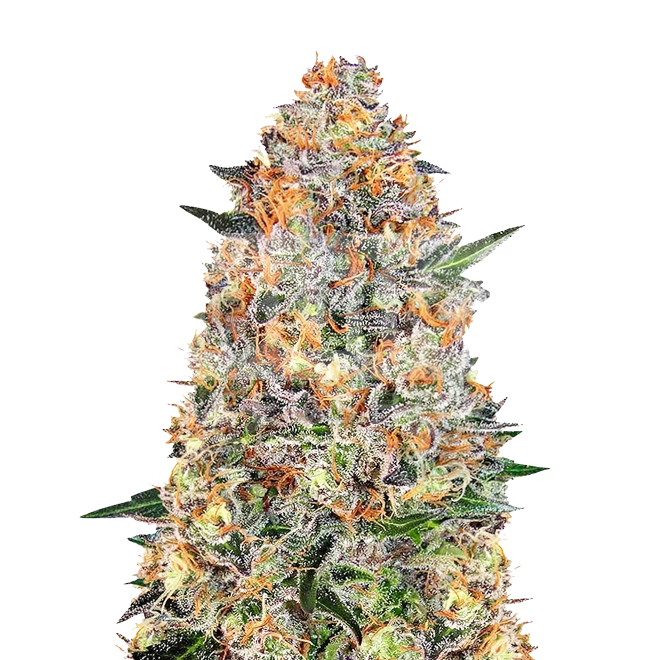 Granddaddy Purple Autoflower Seeds