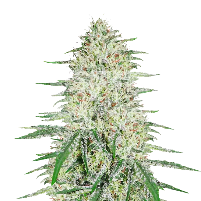 Harlequin Feminized Seeds