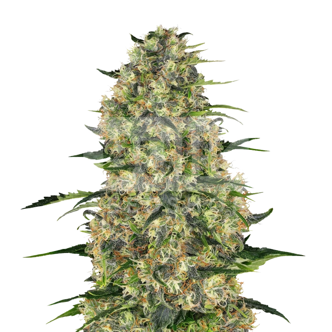 Hindu Kush Feminized Seeds