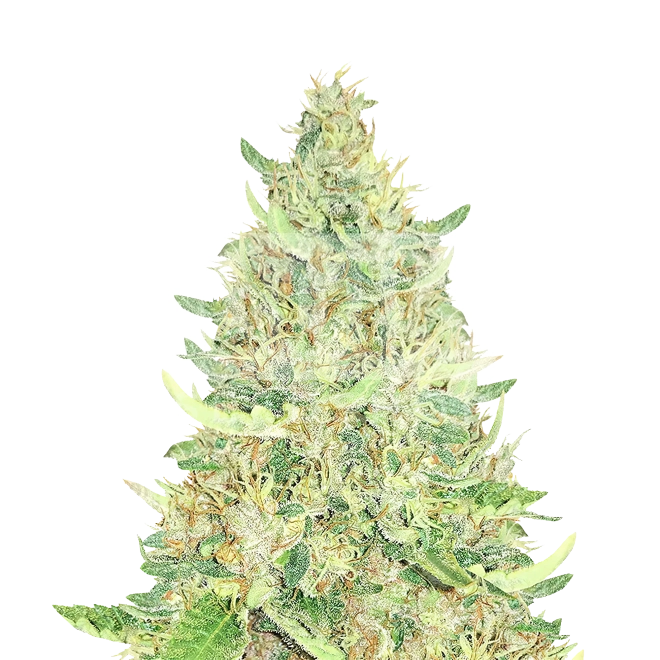 Humboldt Feminized Seeds