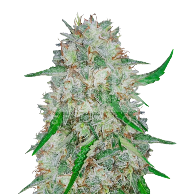 Irish Coffee Feminized Seeds